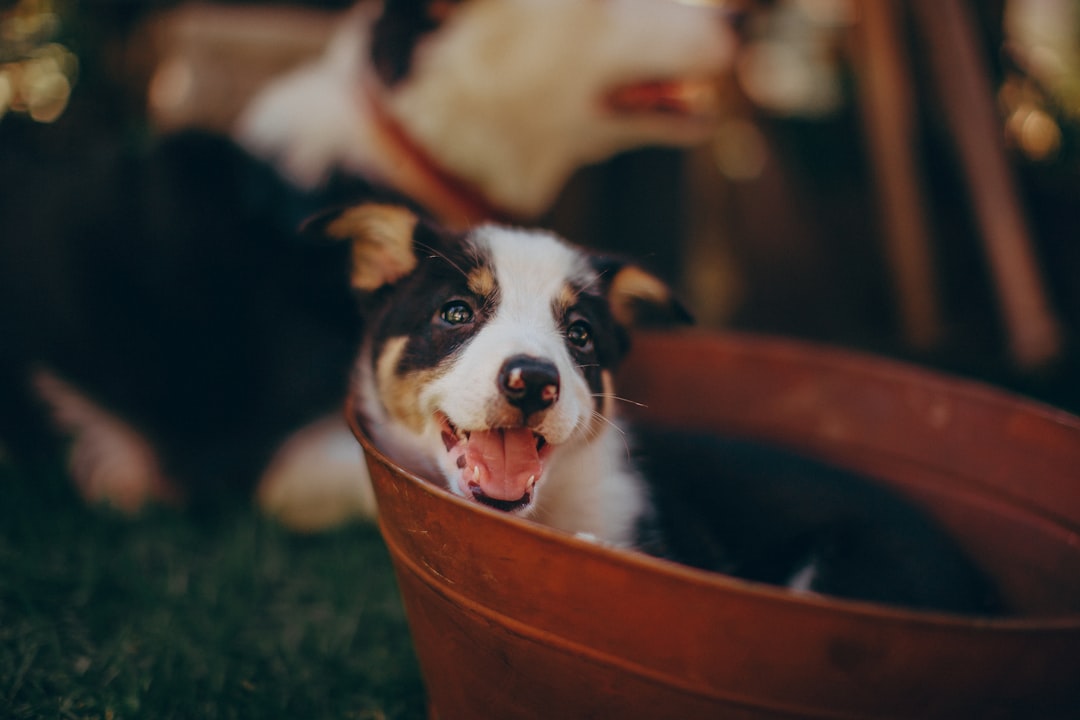 black and white border collie puppy on brown plastic bucket