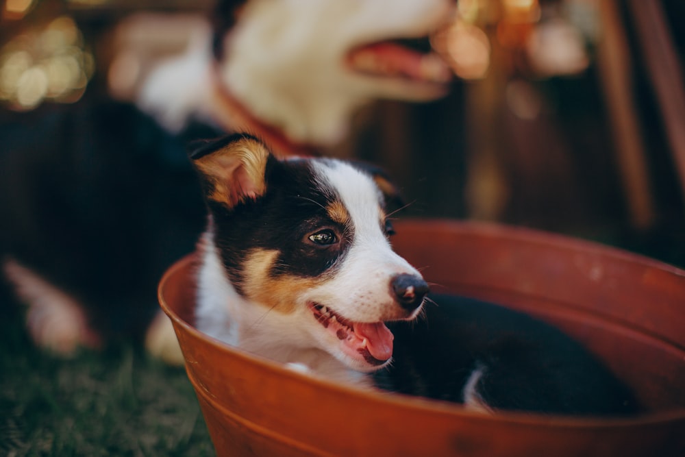 Schwarz-weißer Border Collie Welpe im orangefarbenen Plastikbecken