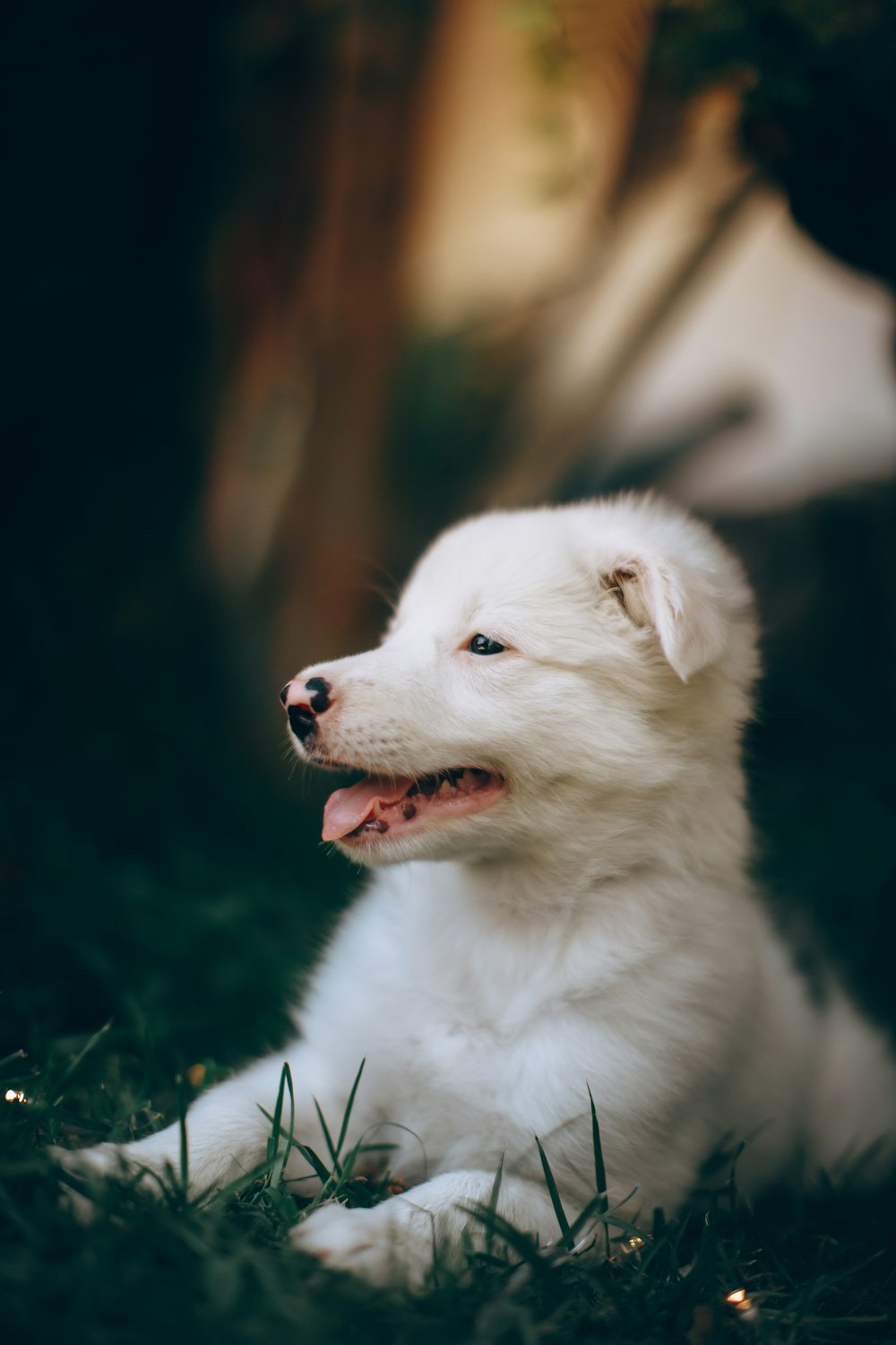white long coat medium dog on green grass during daytime