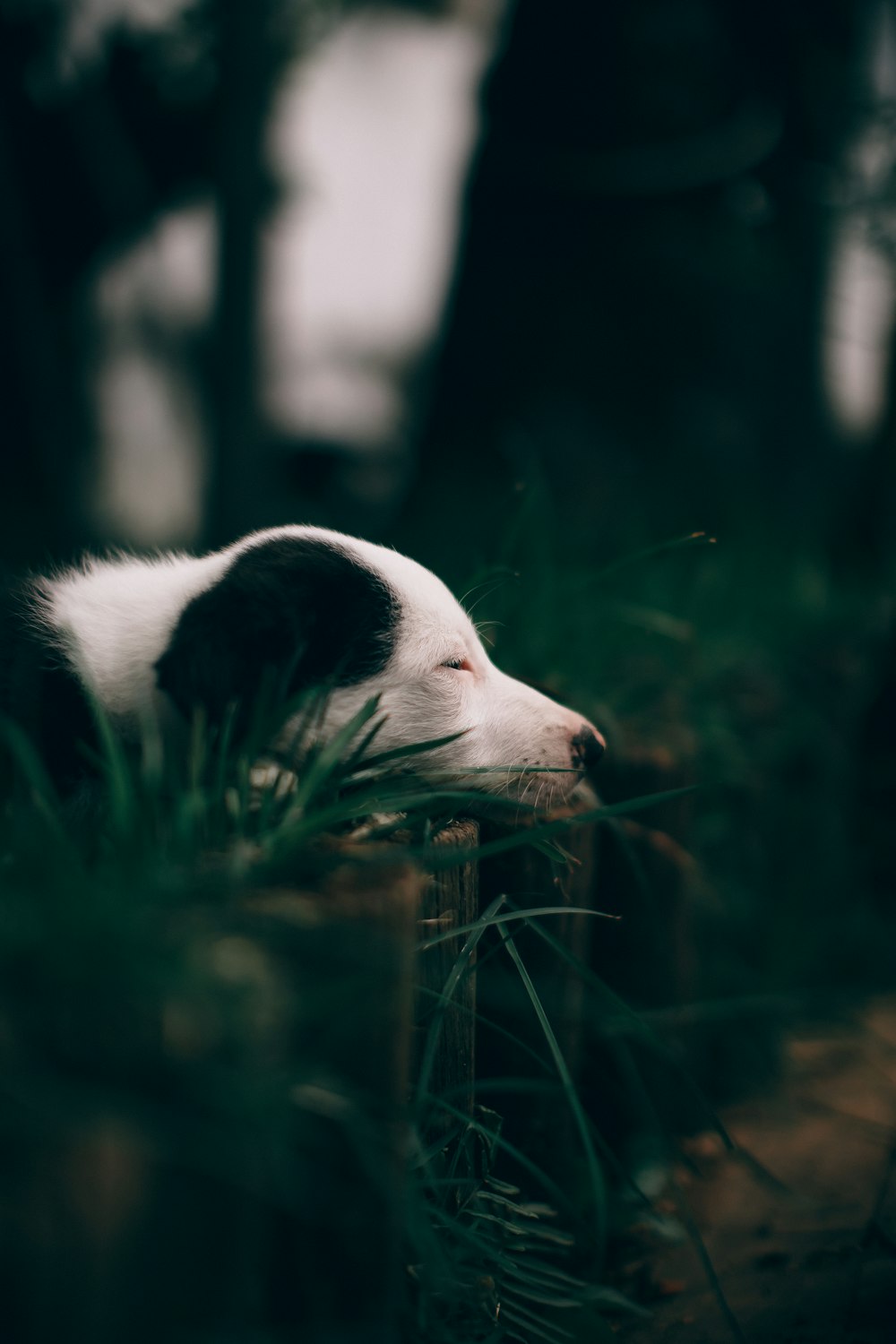 white and black short coated dog