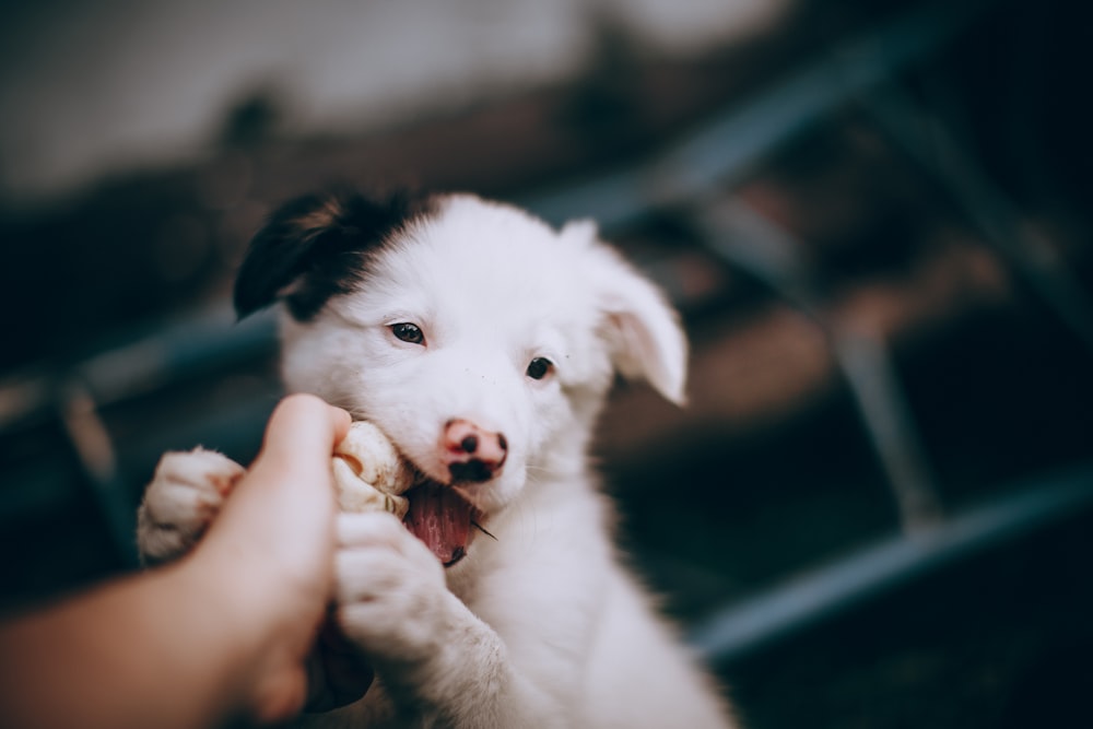 white and black border collie puppy