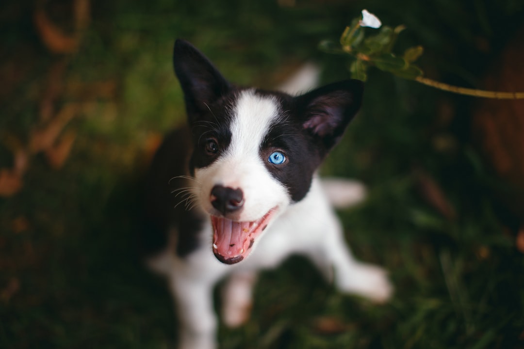 black and white border collie puppy