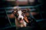 Two dogs sharing a gentle nose touch during a quiet afternoon.