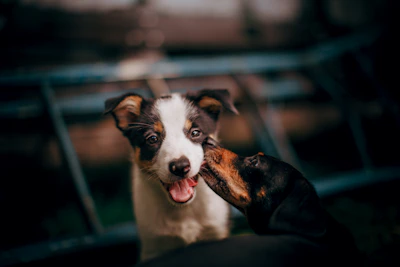 Two dogs sharing a gentle nose touch during a quiet afternoon.