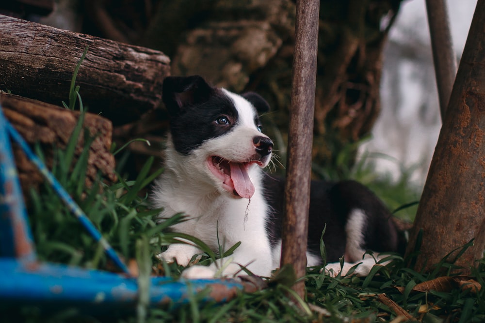 black and white border collie puppy