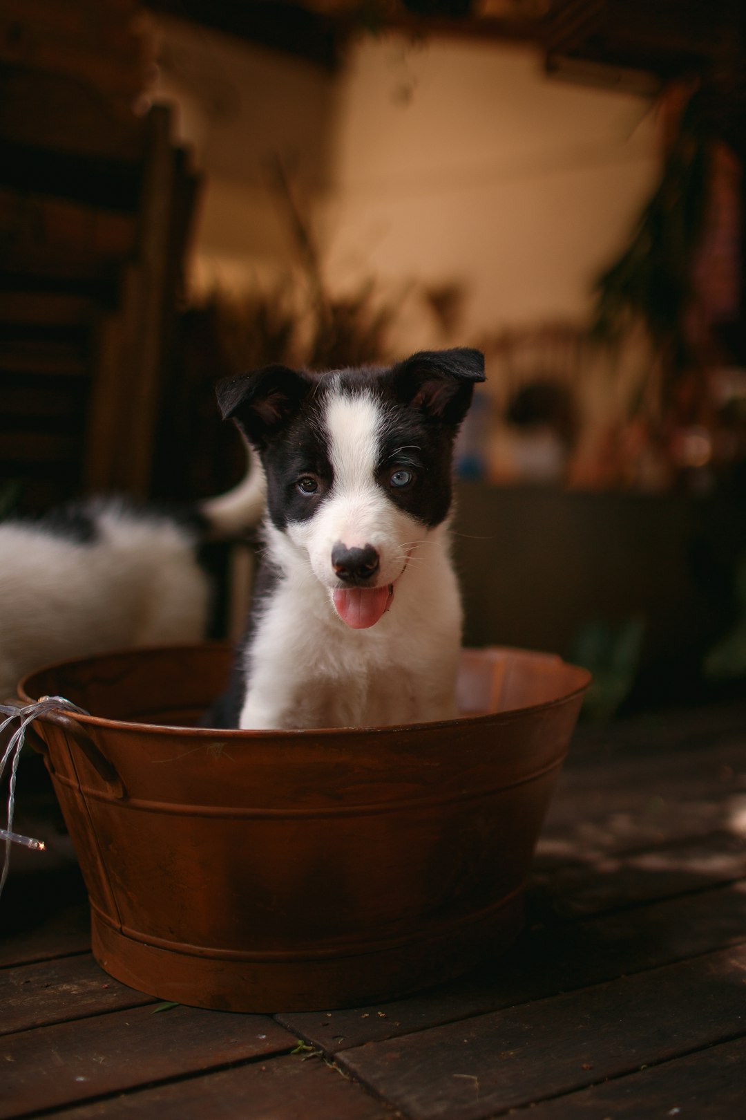 white and black border collie puppy in brown plastic bucket