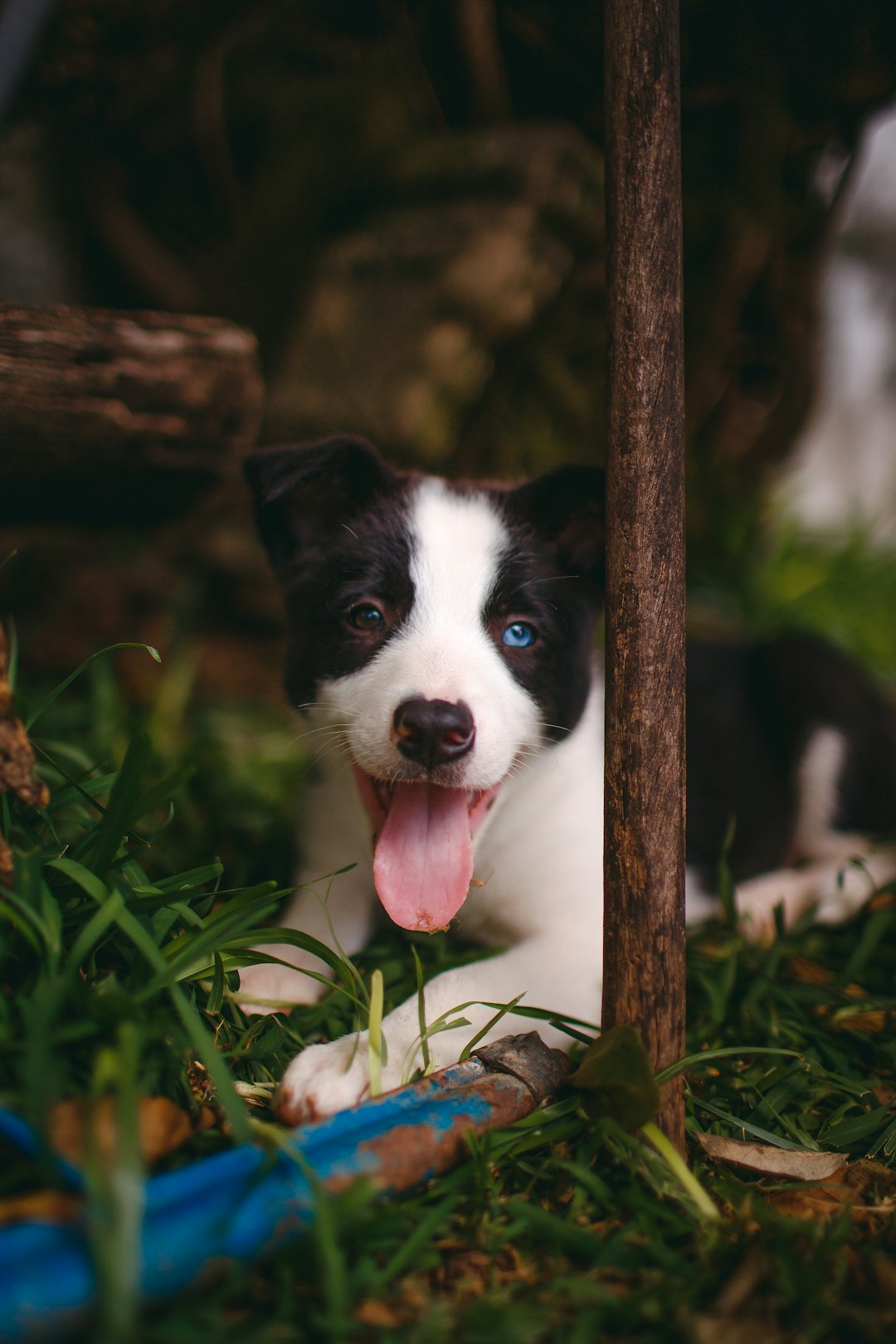 black and white border collie puppy on green grass field during daytime