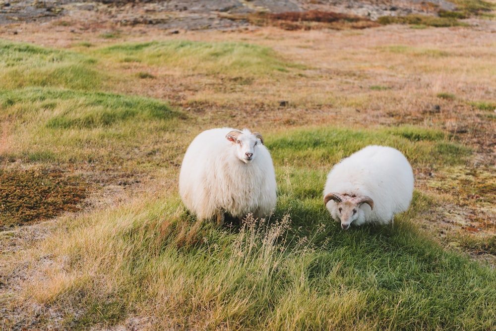pecore bianche sul campo di erba verde durante il giorno
