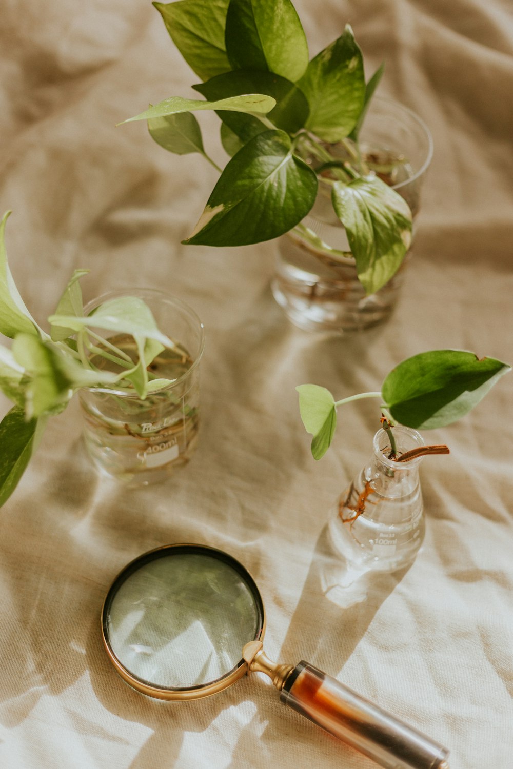 green plant in clear glass jar