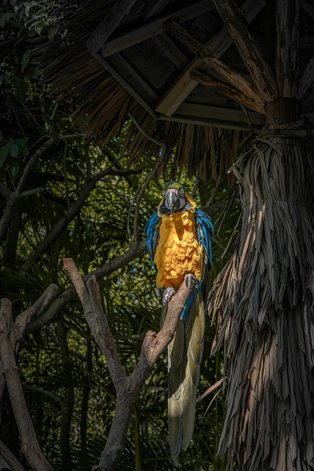 blue and yellow bird on brown tree branch