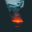 palm tree near body of water during sunset