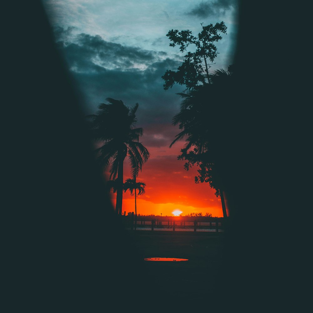 palm tree near body of water during sunset