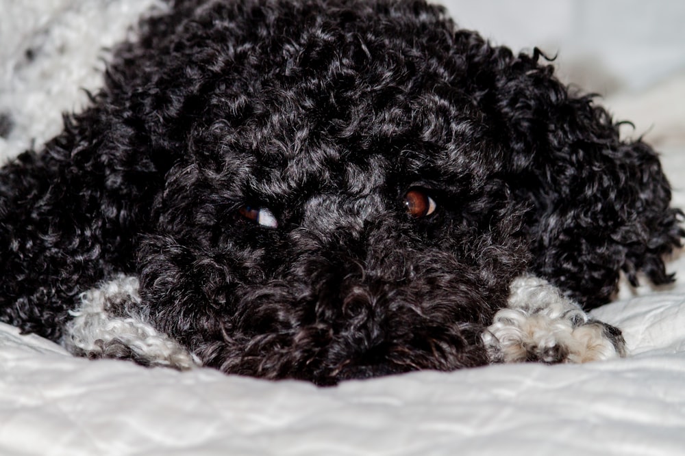 black long coated small dog