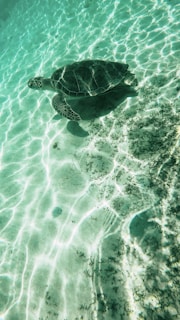 Underwater shot of a sea turtle gliding near the sandy ocean floor.