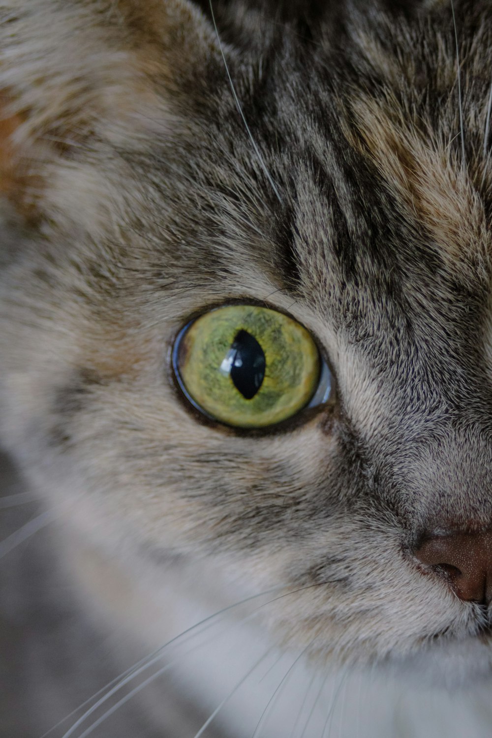 黄色い目を持つ茶色のぶち猫