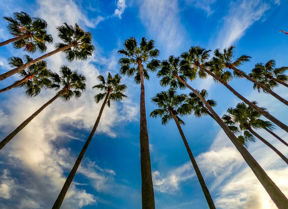 palmeiras verdes sob o céu azul e nuvens brancas durante o dia