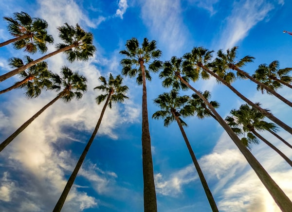 What to See in Tampa: A Local's Guide