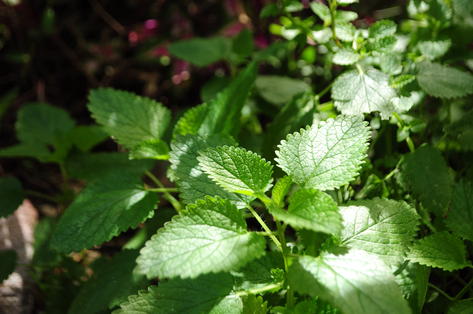 green leaf plant in close up photography