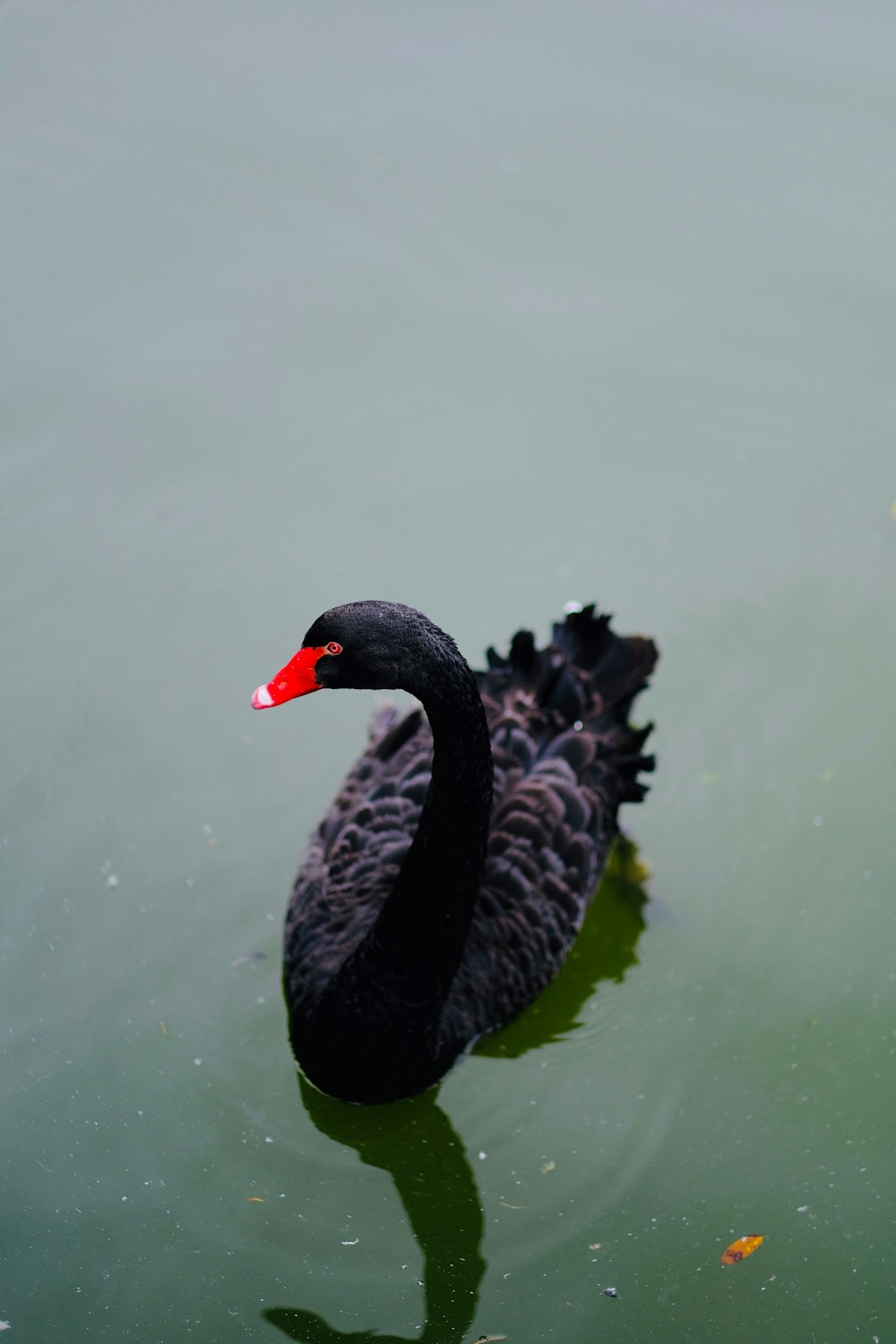 black swan on water during daytime