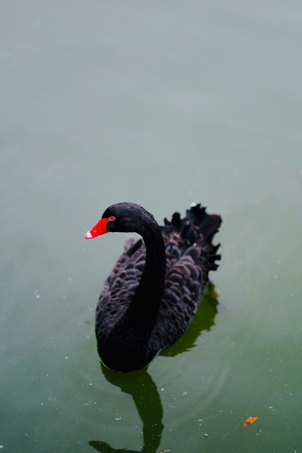 Cisne negro en el agua durante el día