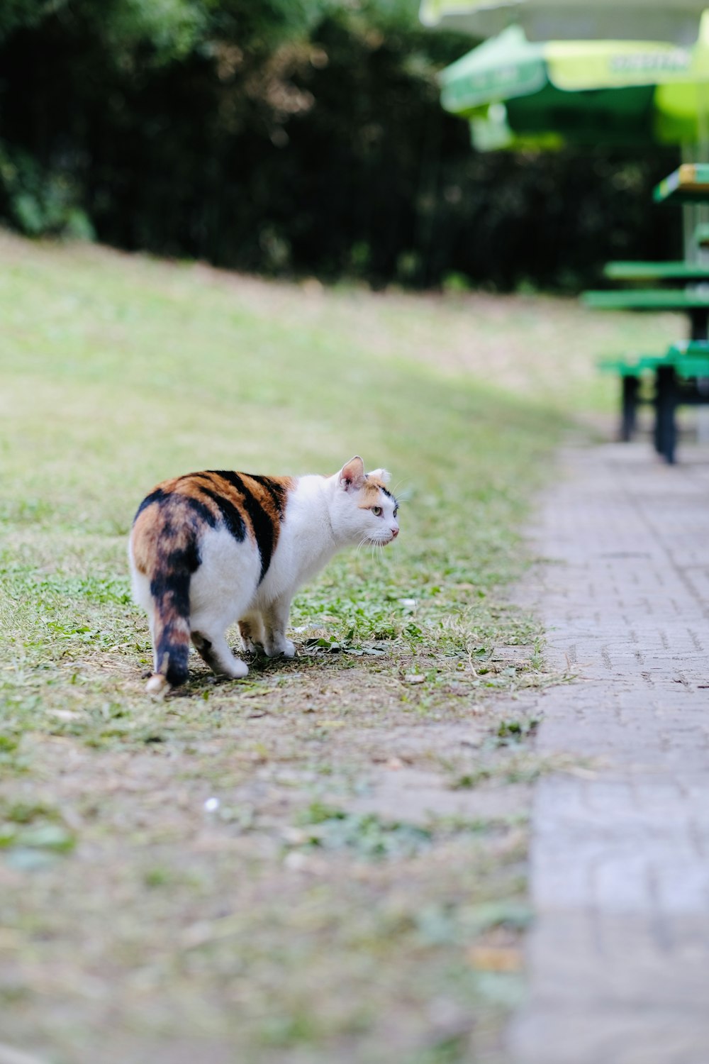 orange-weiße Katze tagsüber auf braunem Feldweg