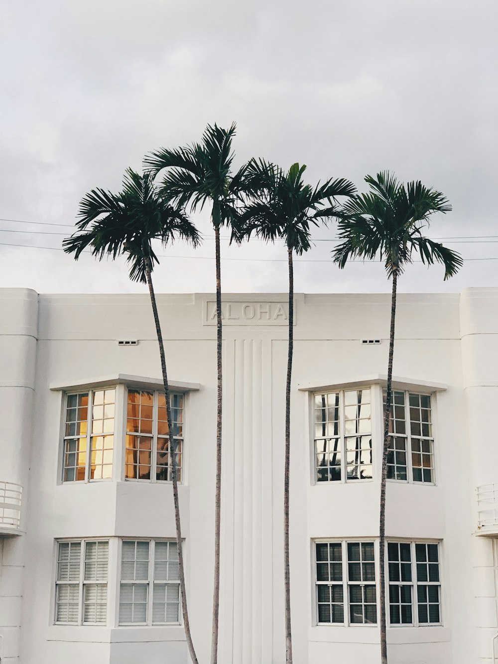 edificio in cemento bianco con palma di fronte