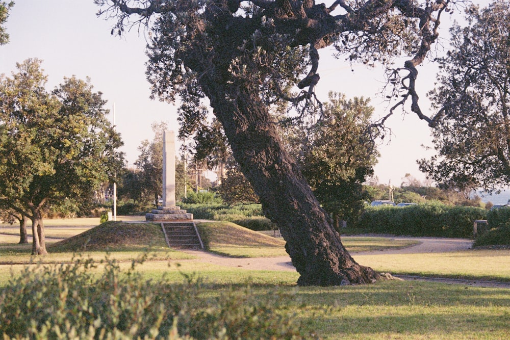 green grass field with trees during daytime