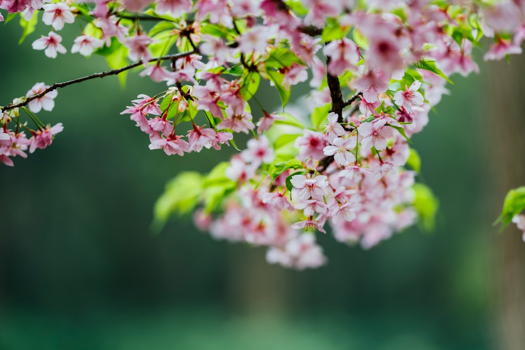 pink and white flowers in tilt shift lens