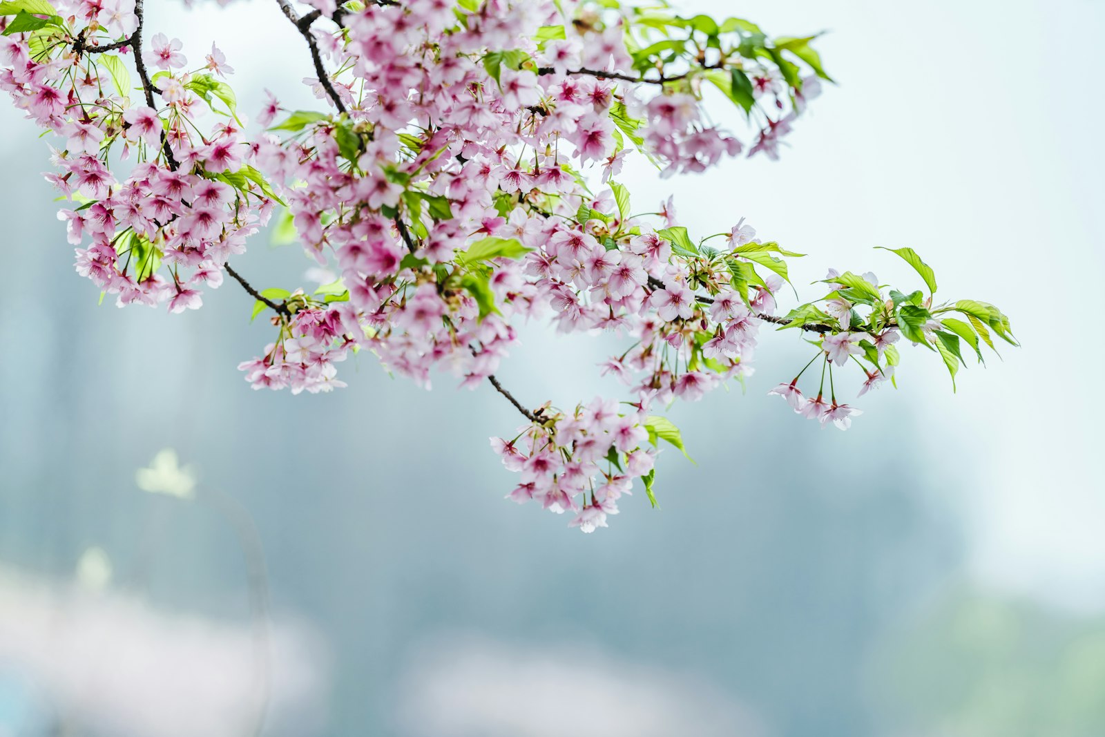 Sony FE 135mm F1.8 GM sample photo. Pink and green flower photography