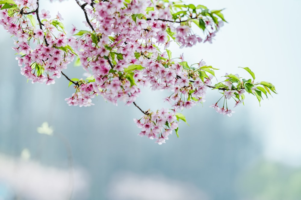 pink and green flower buds