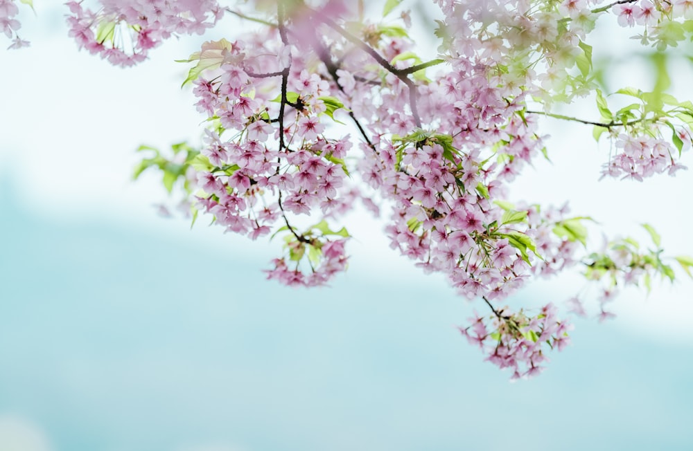 a branch of a tree with pink flowers