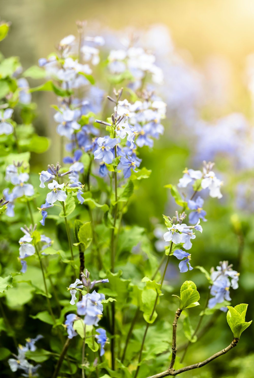 purple flowers in tilt shift lens