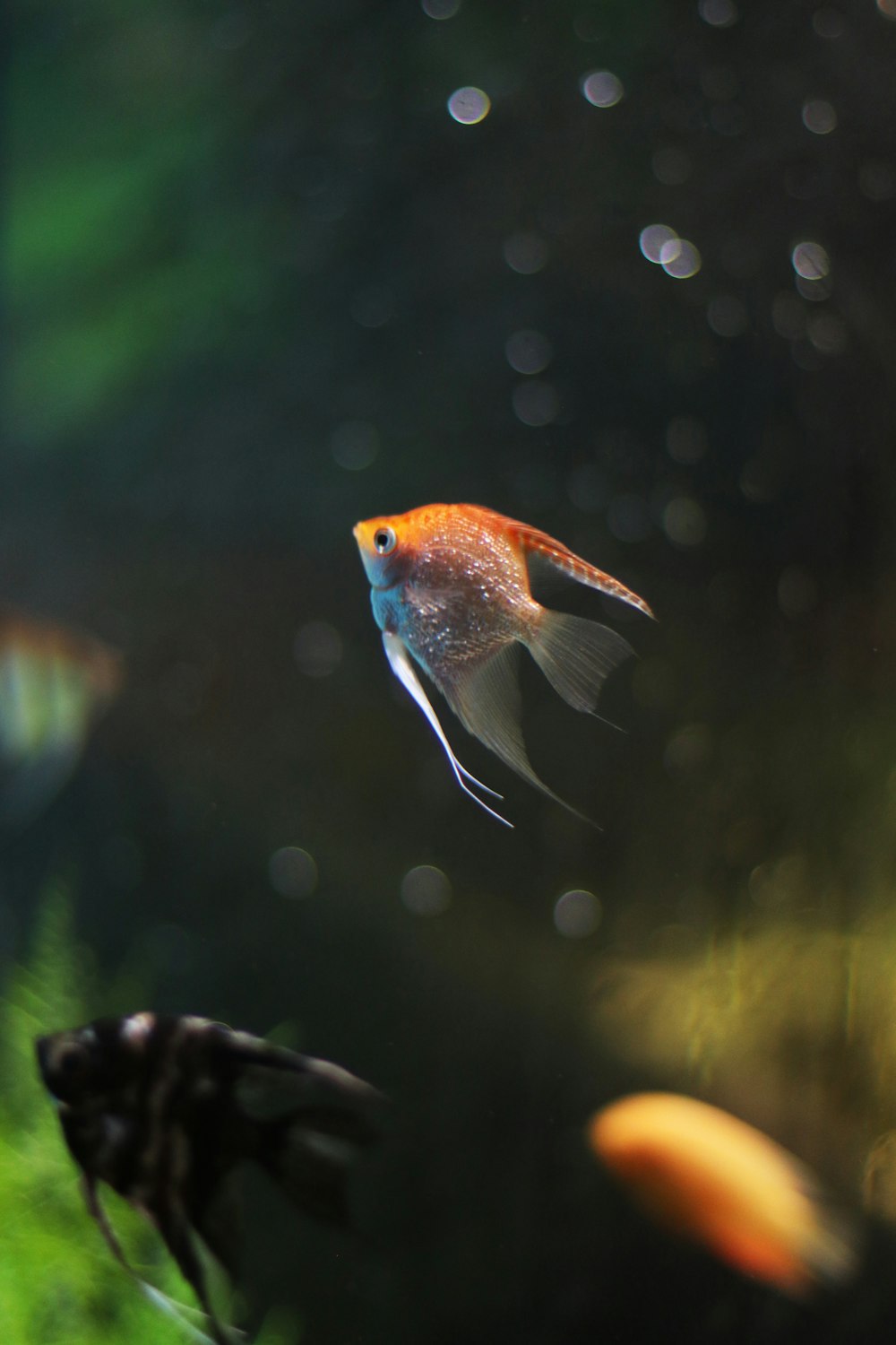 Peces naranjas y azules en el agua