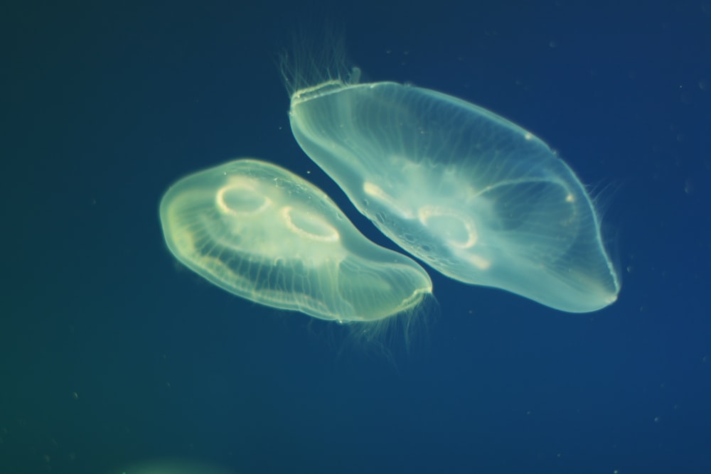 blue jellyfish on white background