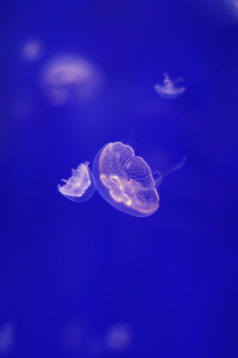 medusas azules en aguas azules