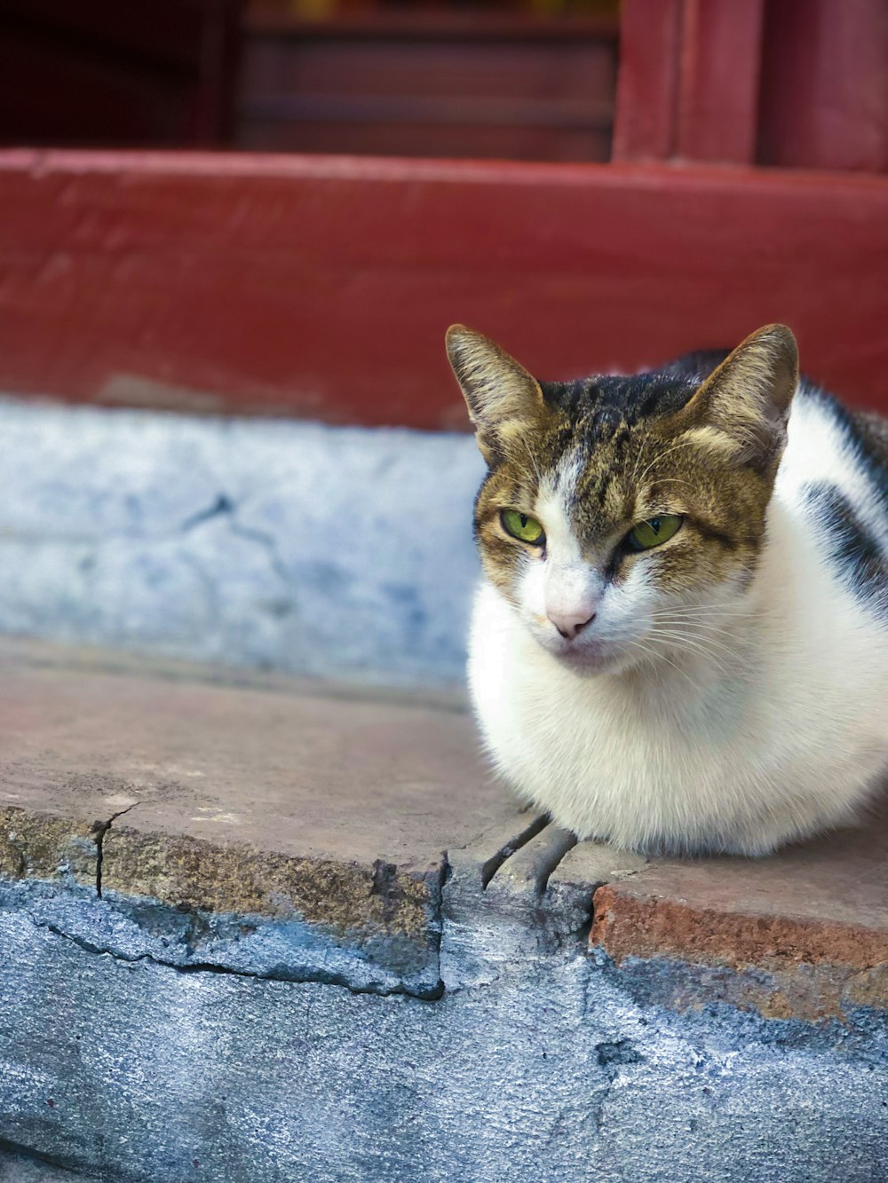 white and brown cat on brown concrete surface