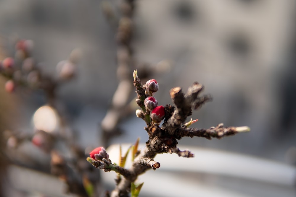 red round fruits on brown tree branch