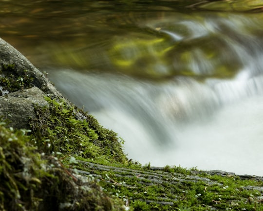 green moss on rock near water falls in Langley Canada