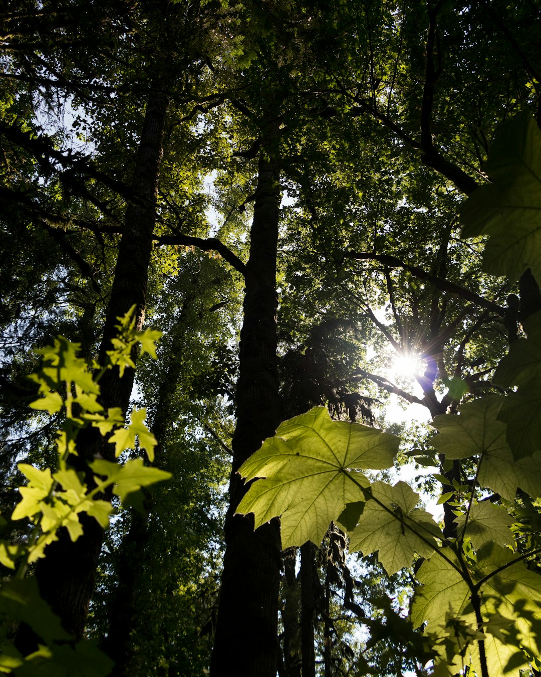 Forest photo spot Langley Harrison Hot Springs