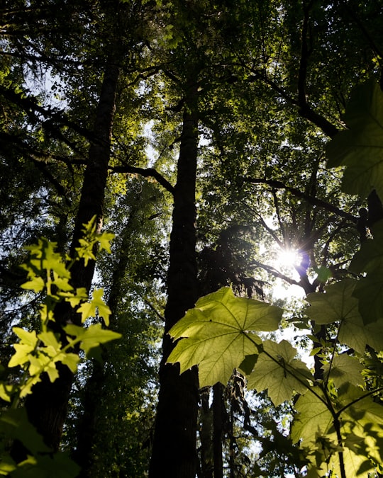 green leaf tree during daytime in Langley Canada