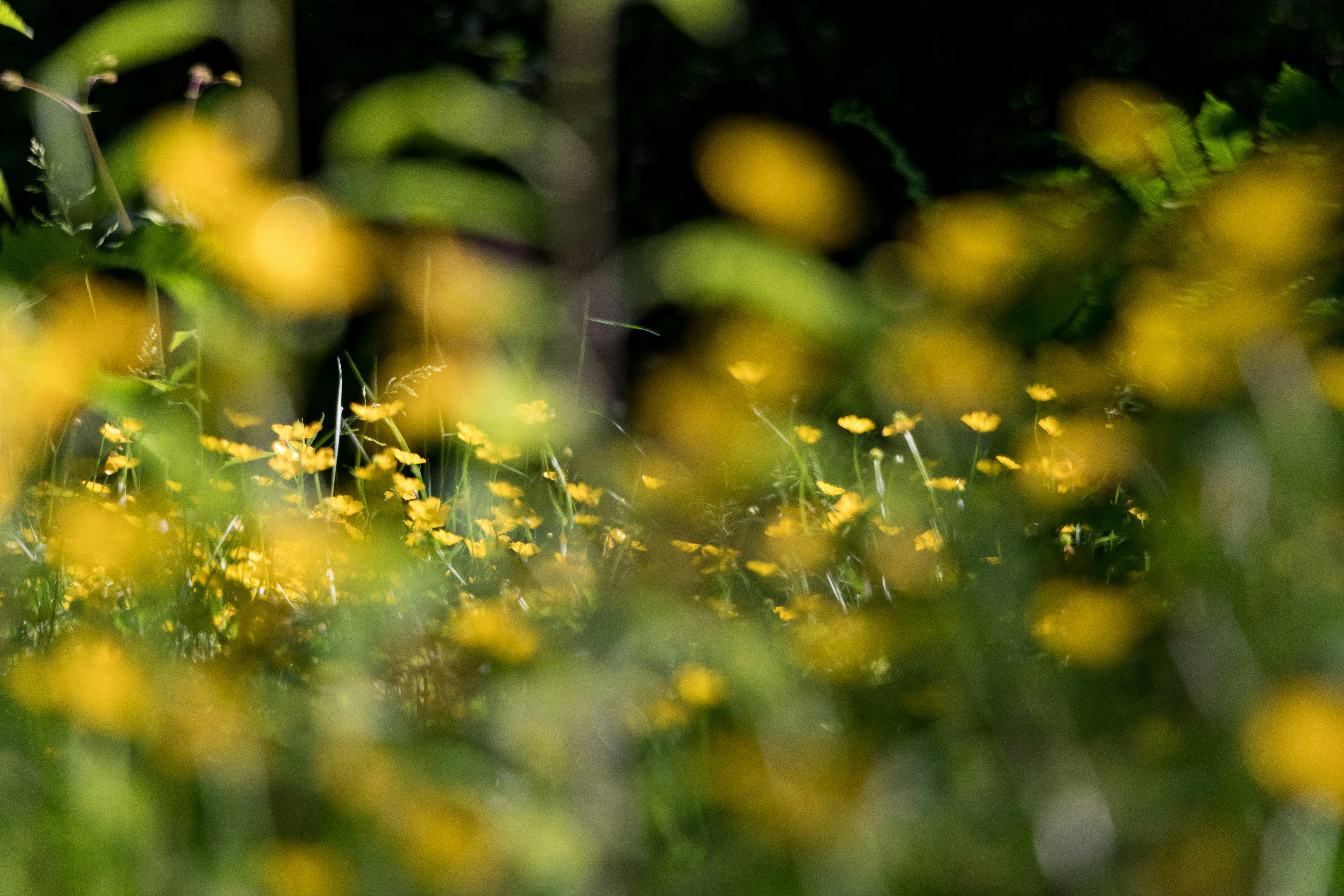 Photo by greg_rosenke