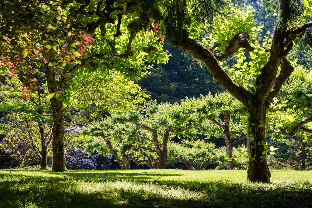 a lush green forest filled with lots of trees