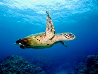 A sea turtle gracefully swims underwater, surrounded by a deep blue ocean. The turtle's shell has a mix of brown and green hues with distinctive markings. Sunlight filters through the water, creating a serene and peaceful atmosphere. Coral formations are faintly visible on the ocean floor.
