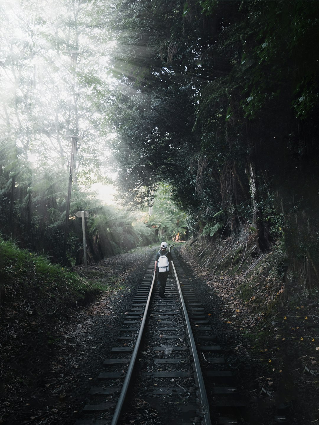 black train rail in the forest