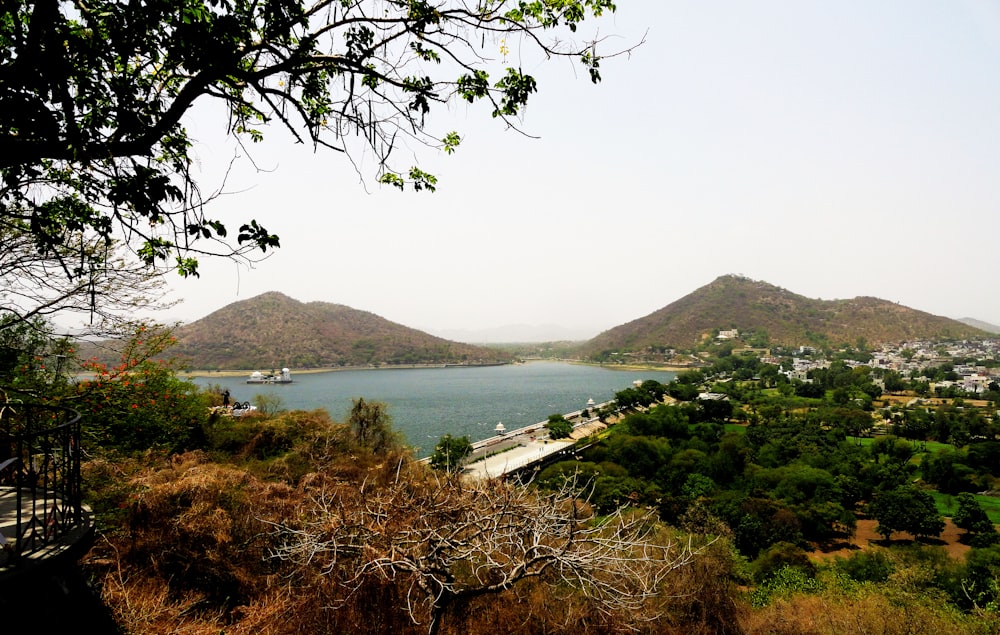 green trees near body of water during daytime