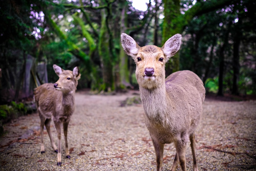 brown deer standing on brown soil during daytime