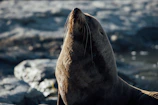 A striking photo of a Hawaiian monk seal basking on a sunlit beach.