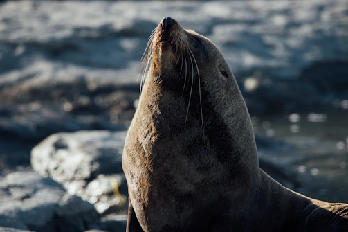 A striking photo of a Hawaiian monk seal basking on a sunlit beach.