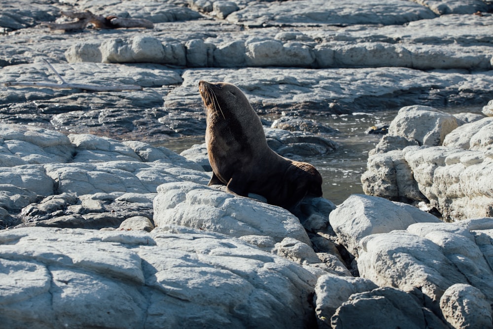 sea lion on rocky shore during daytime