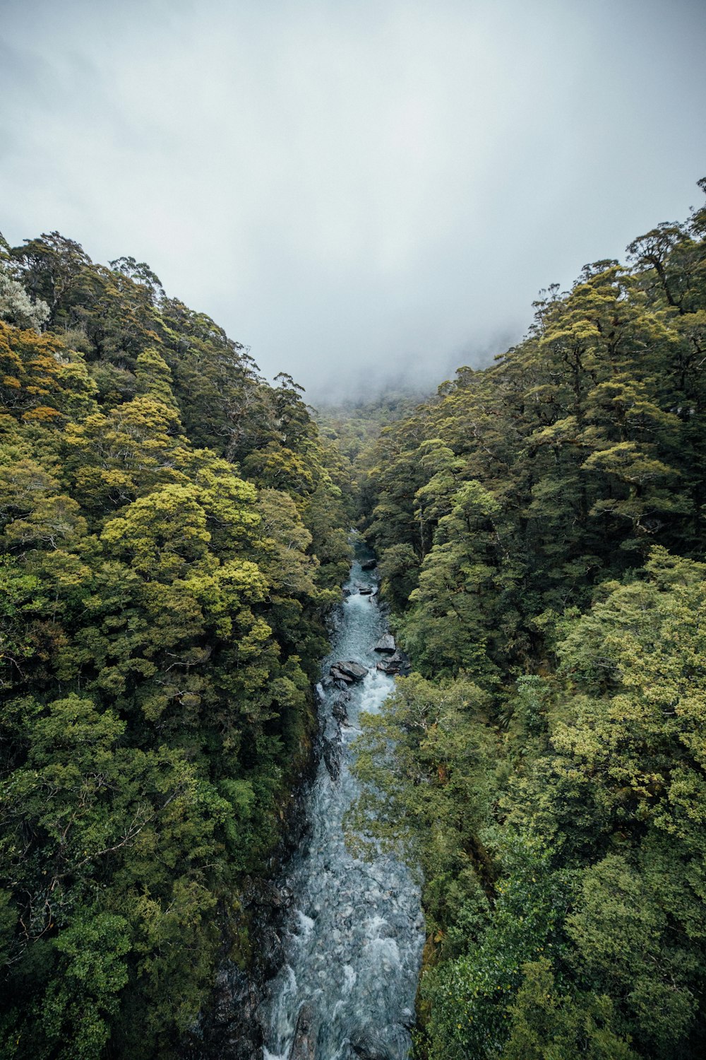 green trees and river under white sky during daytime